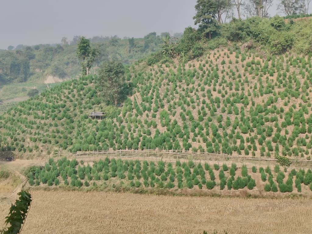 পাঁচ লাখের ওপর গাঁজা গাছ উচ্ছেদ পুলিশ বাহিনীর 