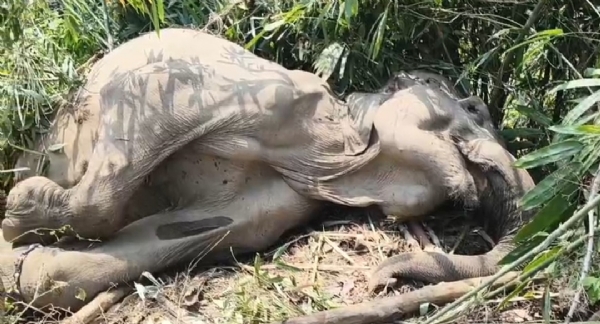 অনাহারে দুইটি হাতির মর্মান্তিক মৃত্যু