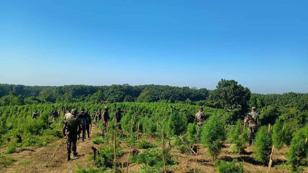 রাজ্যের সর্ববৃহৎ অভিযান, ধ্বংস ১২ লক্ষেরও বেশি গাঁজা বাগান 