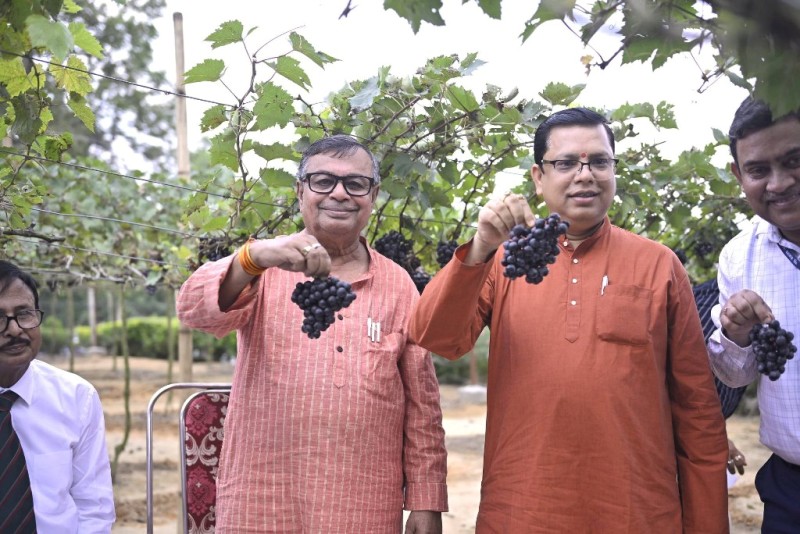 রাজ্যের কৃষিক্ষেত্রে এক নতুন দিগন্তের সূচনা আঙ্গুর চাষ : কৃষিমন্ত্রী 