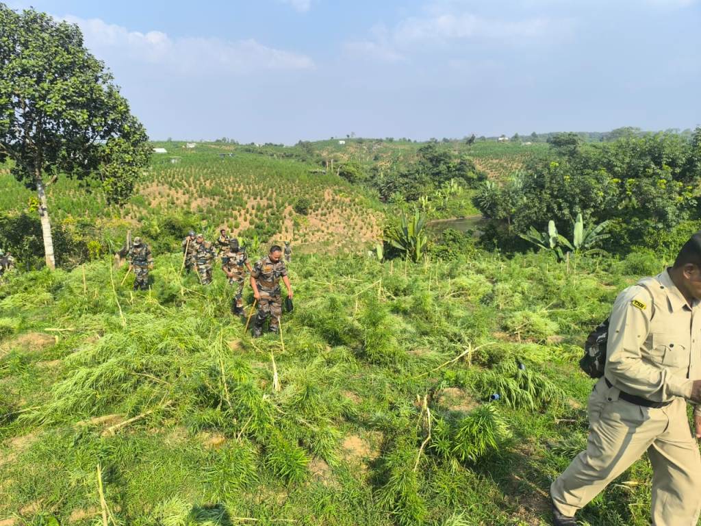 সোনামুড়ায় ৩৪টি গাঁজা বাগানে প্রায় ৪ লক্ষ গাছ ধ্বংস