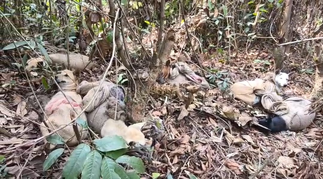 জঙ্গলে বস্তাবন্দী অবস্থায় উদ্ধার পথ কুকুর