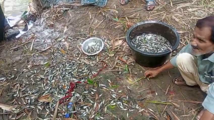 নদীতে বিষ ঢেলে দেদার মাছ নিধন খোয়াইতে  