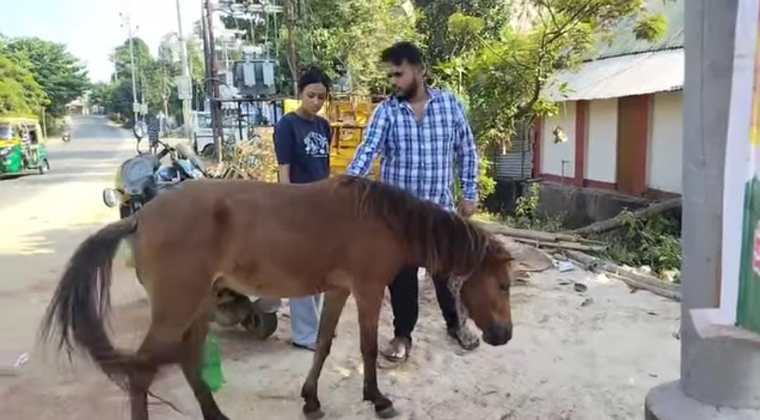 অবহেলায় খাদ্যের অভাবে ভুগছে নিরীহ একটি খচ্চর